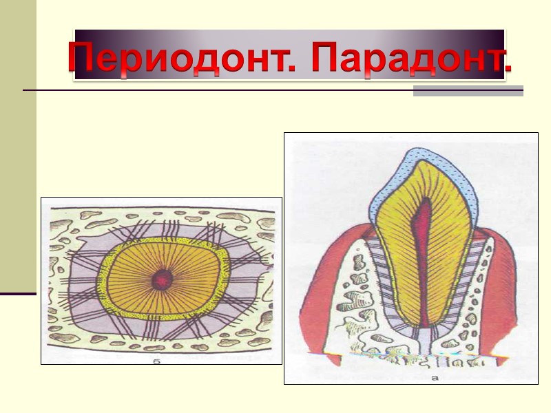 Периодонт. Парадонт.